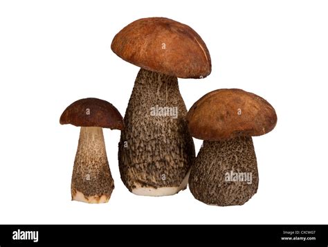 Edible Mushrooms Isolated On White Background Stock Photo Alamy