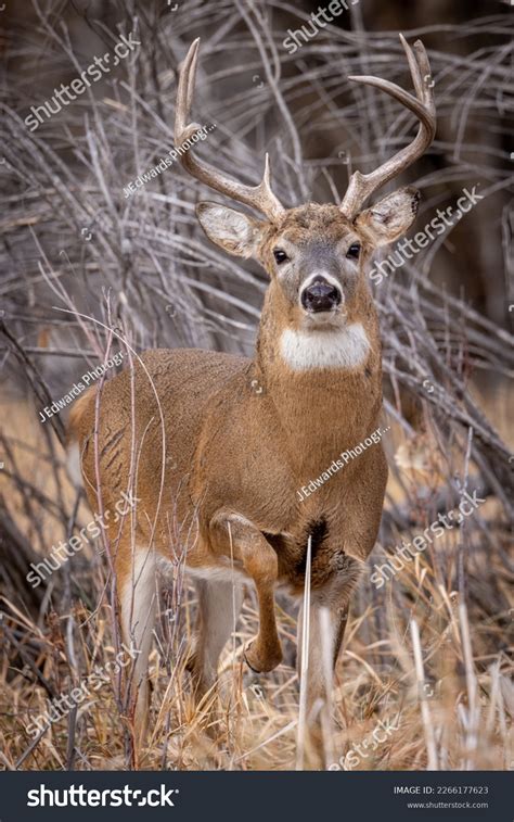 Mature Whitetail Bucks Large Antlers Various Stock Photo Shutterstock