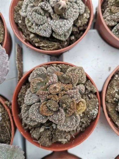 Titanopsis Calcarea Siracactus Aizoaceae In Vendita Online