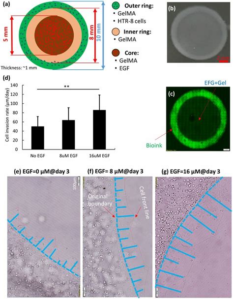 A Schematic Of Multi Ring Model For The Bioprinted Cell Invasion Download Scientific Diagram