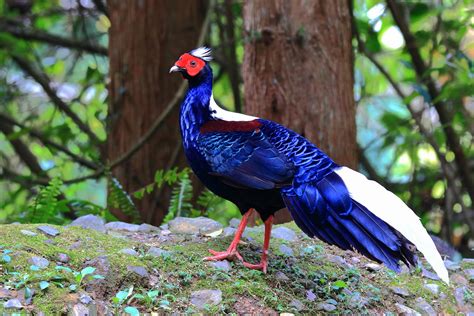 雀鳥攝影 藍腹鷴 惠蓀林場、大雪山