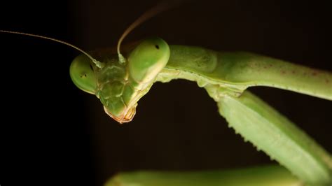 An Appreciation Of The Praying Mantis