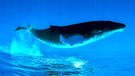 Humpback Whale Blue Whale Wallpaper Whales Humpback Whale Wallpaper Images