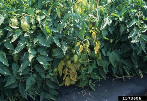 Pith Necrosis Of Tomato UMN Extension