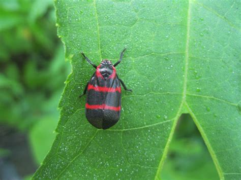 Spittlebug Froghopper Project Noah