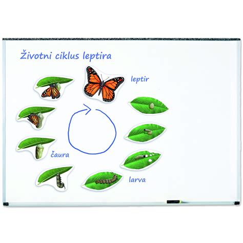 Životni ciklus leptira Monarha - Montesori volim
