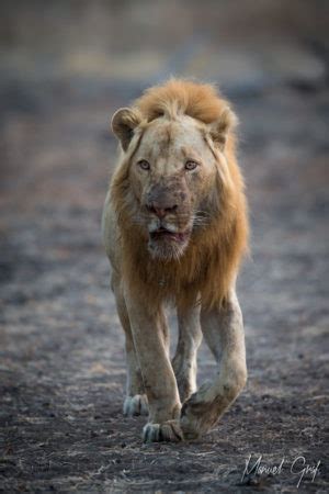 A Rare Sighting Of Ginger The Lion In South Luangwa Africa Geographic