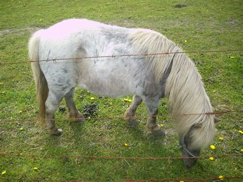 Mini Shetty Mini Shetty Stute Stichelhaariger Windfarbene Flickr