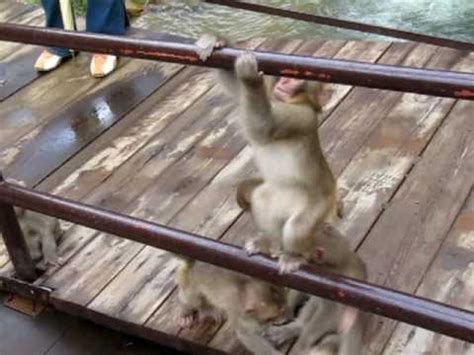 Baby Monkeys Playing - YouTube