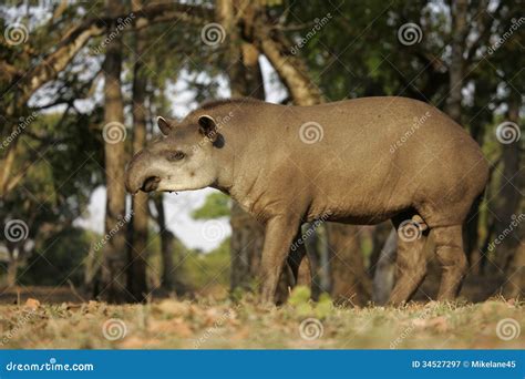 Brazilian Tapir Tapirus Terrestris Stock Image Image Of Wildlife