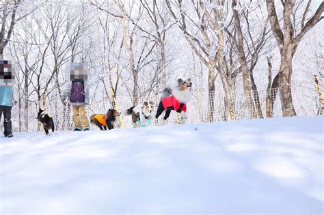 愛犬と雪遊びができるスポット5選 スキー場のドッグランやスノシュー体験など白銀の世界でとっておきの思い出をつくろう♪ おでかけわんこ部