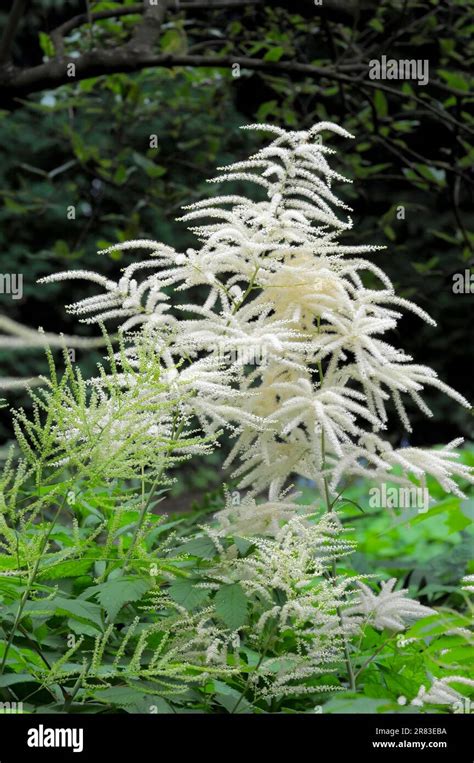 Goat S Beard Aruncus Dioicus Flowering In The Garden Rose Garden In