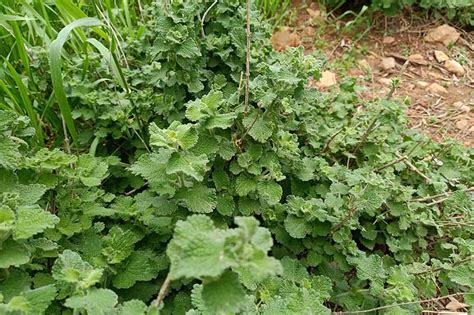 How To Plant And Grow Horehound Gardeners Path