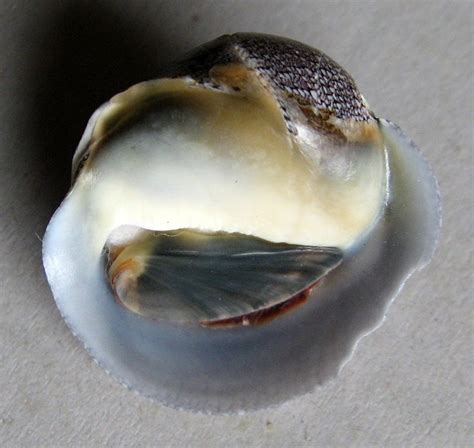 Clypeolum Latissimus Sowerby I Shells Mu Le Lastury