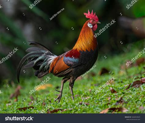 Jungle Rooster Photos and Images