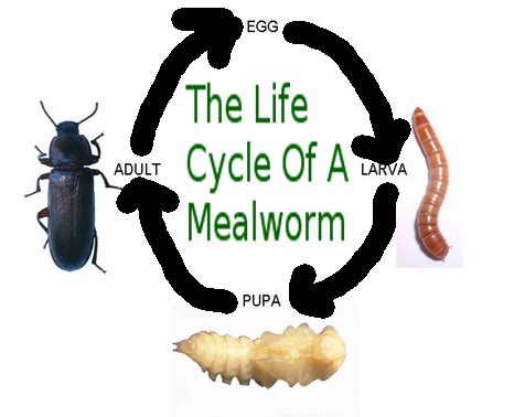 Life Cycle Of Mealworm