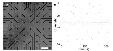 figure   human cell based micro electrode array platform