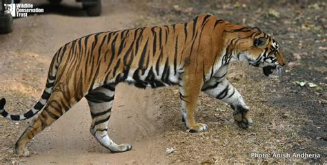 22 Amazing Tiger Facts Letstalktigers Wildlife Conservation Trust