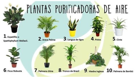 Plantas Purificadoras C Mo Limpiar El Aire De Nuestra Casa Seg N La