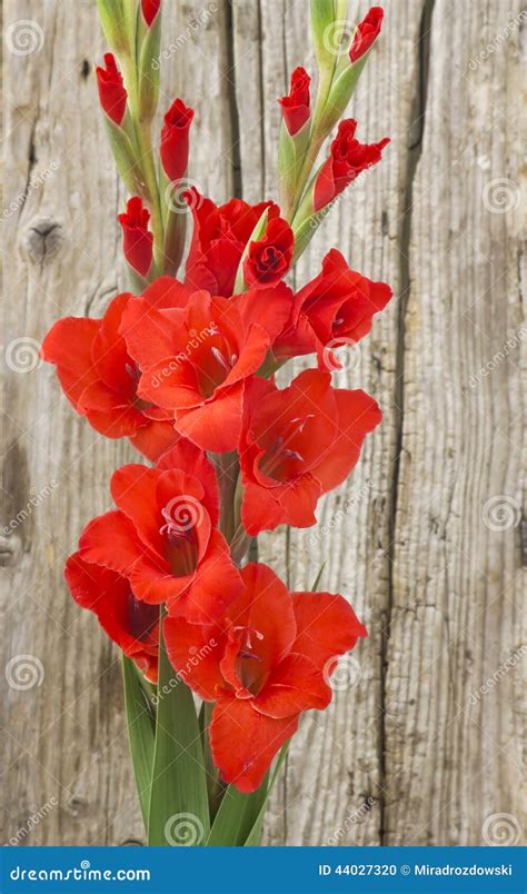 Red Gladiolus Flowers Stock Photo Image Of Close Plant 44027320