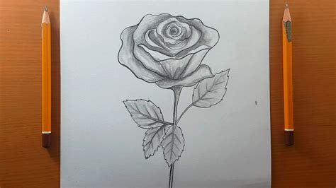 Come Disegnare Una Rosa Facile Disegno A Matita E Ombreggiatura