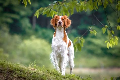 Brittany Spaniel Mixes 21 Beautiful Crossbreeds With Pictures