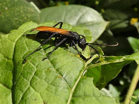 Tarantula Hawk Wasp Pepsis Sp Avispa Cazadora De Tarántu Flickr