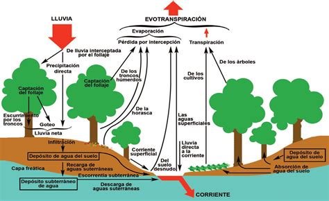 Cosa F Cil De Leer Solapa Proceso De Infiltracion Tanga Estrecha Excusa