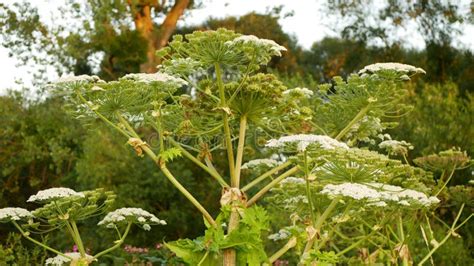 Invasive Giant Hogweed Heracleum Mantegazzianum Bloom Flower Blossom