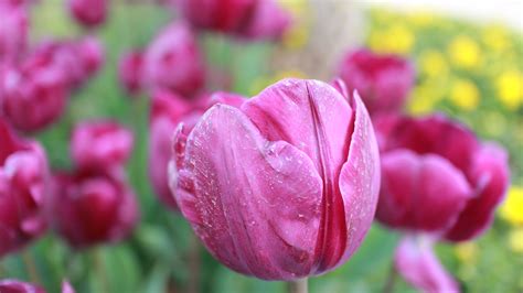 Free Images Nature Blossom Flower Petal Bloom Floral Tulip