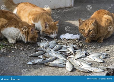 Cats Eating Raw Fish Stock Image Image Of Cute Hungry 111623265