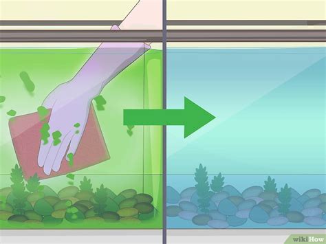 Ein Aquarium Reinigen Mit Bildern WikiHow