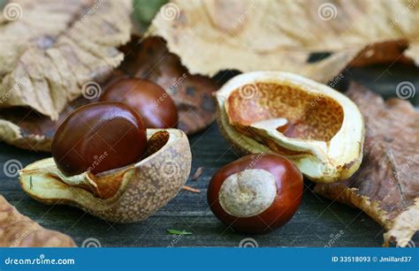 Buckeyes Stock Image Image Of Buckeye Nuts Seeds Autumn 33518093