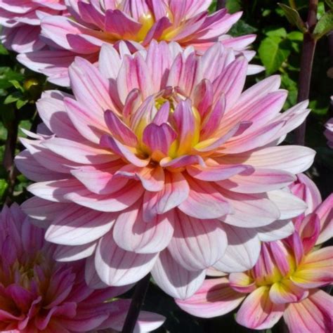 Dahlia Pink Magic White Flower Farm