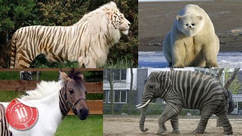 Animals Mixed With Other Animals