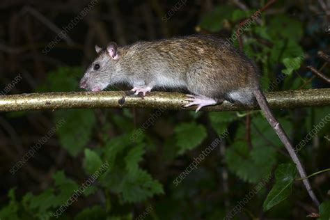 Brown rat - Stock Image - C051/2687 - Science Photo Library