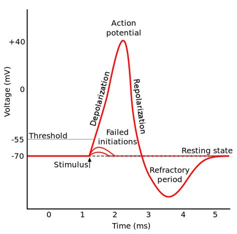 Difference Between Graded Potential and Action Potential | Definition ...