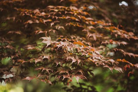 Photo of Brown Leaves · Free Stock Photo