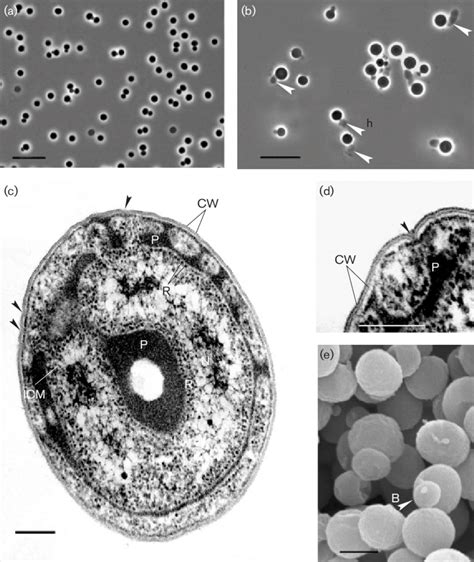 Phase Contrast Micrographs Of Cells Of Strain Mob10 T Grown For 10 Days