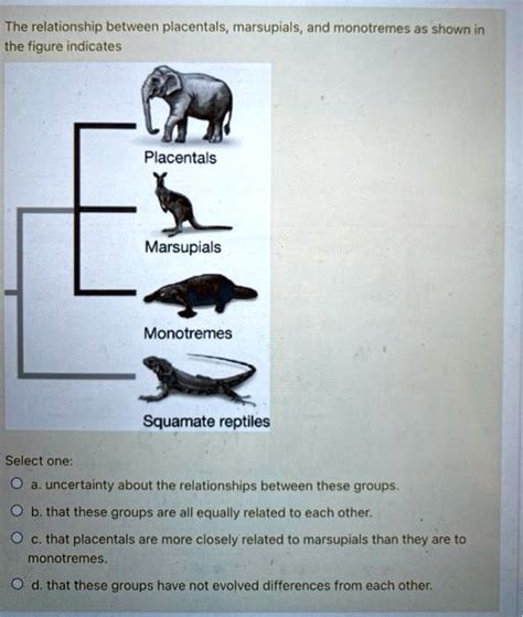 Solved The Relationship Between Placentals Marsupials And Monotremes