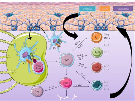 Major actors of the adaptive immune response. The adaptive immune ...