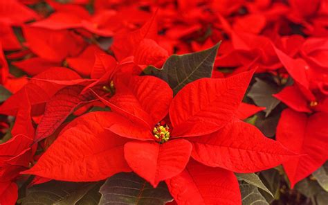 Poinsettia 5 Astuces Pour Bien Entretenir Son étoile De Noël Hollydays