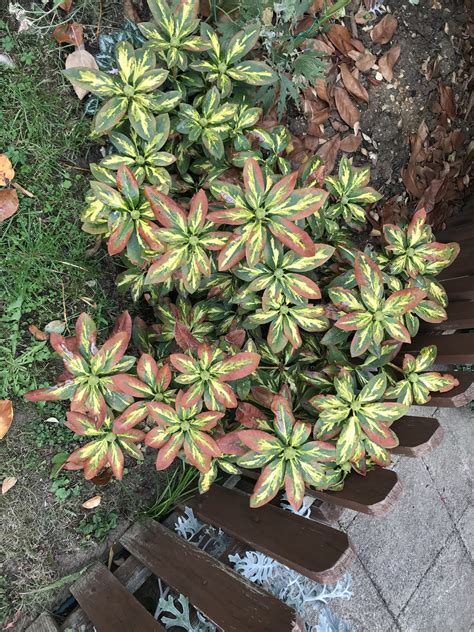 Rhododendron Brown Leaves — Bbc Gardeners World Magazine