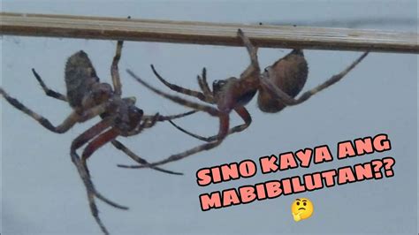 ANOTHER MASBATE LINE SPIDER FIGHT YouTube