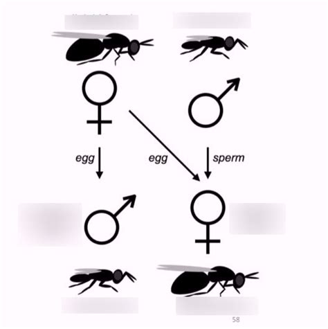 Sexual Dimorphism Hyemoptera Diagram Quizlet