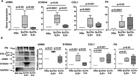 Gene And Protein Expression Of Myofibroblast Phenotype Markers And Ecm