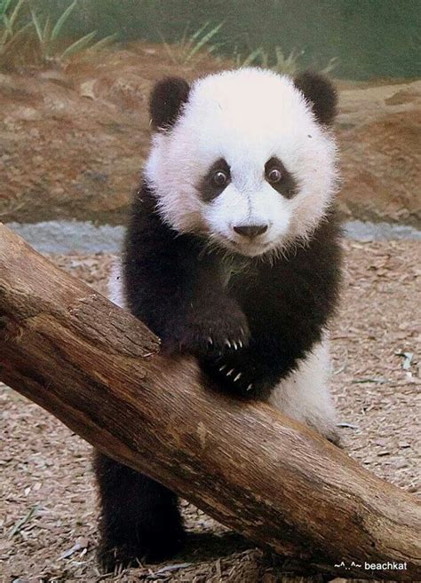 Baby Panda At The Atlanta Zoo Panda Cuccioli Animali Cuccioli