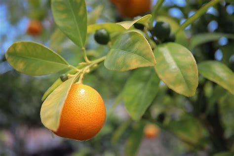 Citrus In Crisis A Tale Of Florida’s History Of Citrus Growing Citrus Greening And Seeking