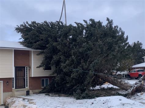 Local Expert Tree Service Salt Lake City Tree Removal