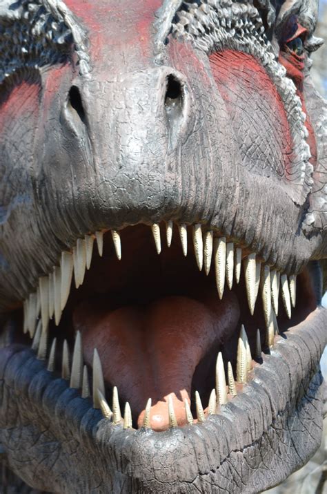 big teeth   big teeth hippopotamus lens world animals